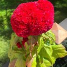 200 Dwarf Pink Celosia Cristata Cockscomb Seeds Organic Easy to Grow
