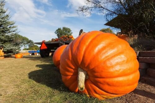 10 Big Max Pumpkin Seeds Organic Easy to Grow