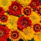 200 South Of The Border Zinnia Seed Mix Organic Easy to Grow