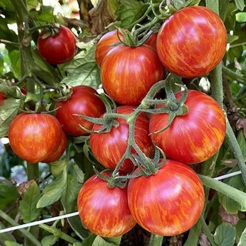 20 Red Zebra Tomato Seeds Organic Easy to Grow