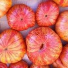 20 Candy Stripe Tomato Seeds Organic Easy to Grow