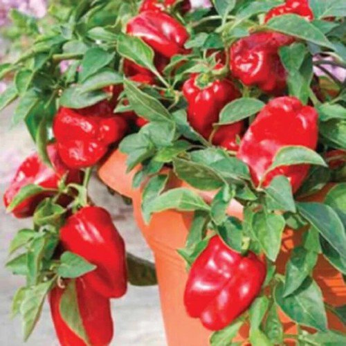 20 Patio Redskin Sweet Bell Pepper Seeds Organic Easy to Grow