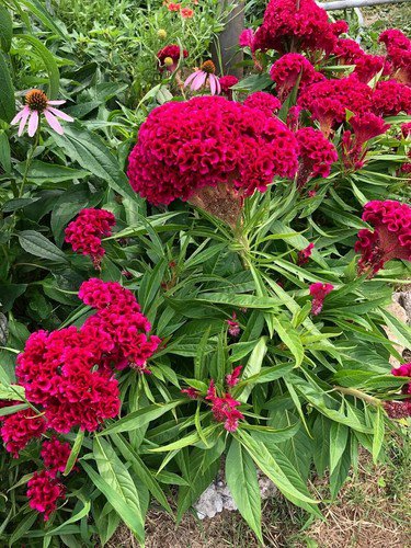 500 Pink Celosia Celosia Cristata Cockscomb Seeds Organic Easy to Grow
