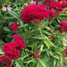 500 Pink Celosia Celosia Cristata Cockscomb Seeds Organic Easy to Grow