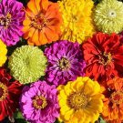 100 Painted Wagons Zinnia Mix Seeds Organic Easy to Grow