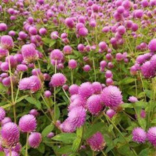 200 Raspberry Cream Globe Amaranth Gomphrena Seeds Organic Ships Fr Easy to Grow