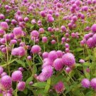 200 Raspberry Cream Globe Amaranth Gomphrena Seeds Organic Ships Fr Easy to Grow 200 Raspberry Cream Globe Amaranth Gomphrena Seeds Organic Ships Fr Easy to Grow