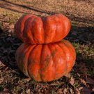 10 Fairytale Pumpkin Seeds Organic Easy to Grow