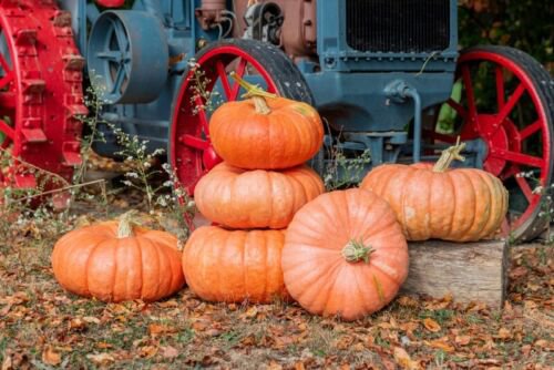 10 Wagon Wheel Pumpkin Seeds Organic Easy to Grow