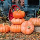 10 Wagon Wheel Pumpkin Seeds Organic Easy to Grow