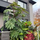 25 Giant Zanzibar Wondertree Exotic Seeds Organic Easy to Grow