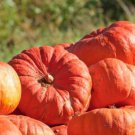 10 Cinderella'S Carriage Pumpkin Seeds Organic Easy to Grow