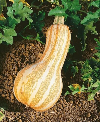 10 Orange Stripe Cushaw Winter Squash Seeds Organic Easy to Grow