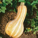 10 Orange Stripe Cushaw Winter Squash Seeds Organic Easy to Grow