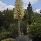 50 Our Lord'S Candle Chaparral Whipplei Yucca Seeds Organic Easy to Grow