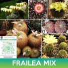 Frailea Cactus Mix Seeds Easy to Grow
