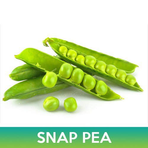 Super Sugar Snap Pea Seeds Easy to Grow