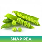 Super Sugar Snap Pea Seeds Easy to Grow