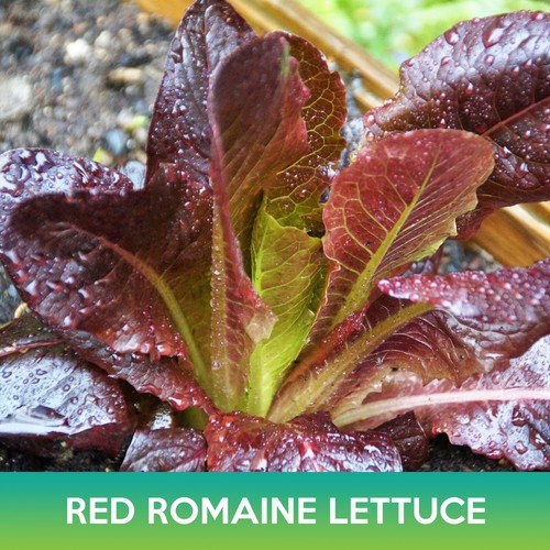 Red Romaine Lettuce Seeds Lactuca Sativa Easy to Grow