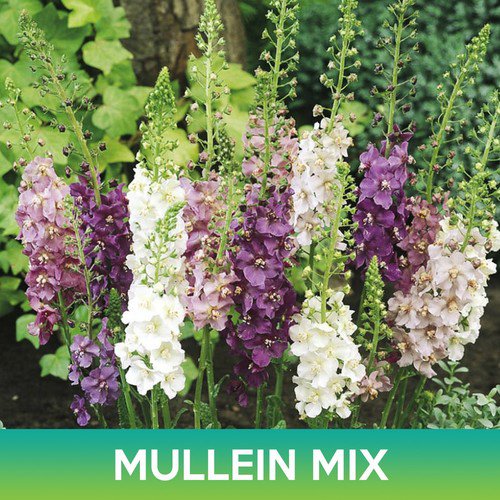 Mullein Flower Mix Seeds Verbascum Mix Verbascum Phoeniceum Easy to Grow