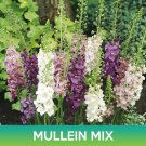Mullein Flower Mix Seeds Verbascum Mix Verbascum Phoeniceum Easy to Grow