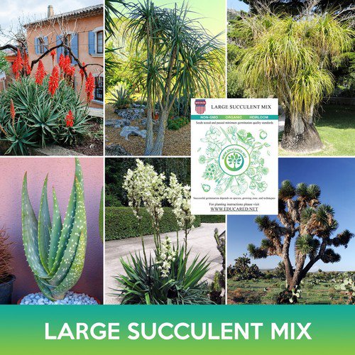 Large Succulent Seeds Mix Easy to Grow
