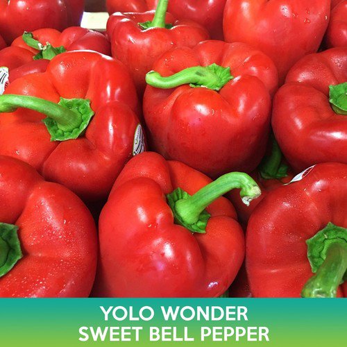 Yolo Wonder Sweet Bell Pepper Seeds Easy to Grow