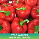 Yolo Wonder Sweet Bell Pepper Seeds Easy to Grow