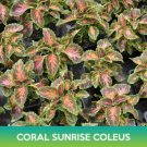 Coral Sunrise Coleus Seeds Easy to Grow