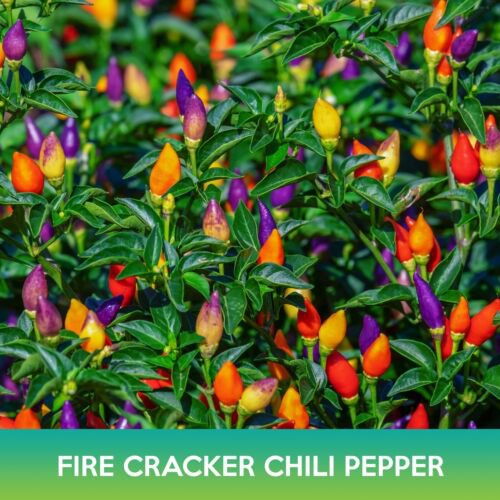 Firecracker Chili Pepper Seeds Birdseye Chili Pepper Easy to Grow