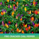Firecracker Chili Pepper Seeds Birdseye Chili Pepper Easy to Grow