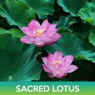 Sacred Lotus Seeds Nelumbo Nucifera Easy to Grow