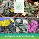 Aloinopsis & Titanopsis Succulents Mix Seeds Combined On 500 Seed Easy to Grow
