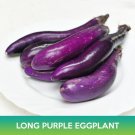 Long Purple Eggplant Seeds Easy to Grow