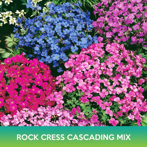 Rock Cress Cascading Mix Seeds Aubrieta Hybrida Superbissima Cascade Easy to Grow