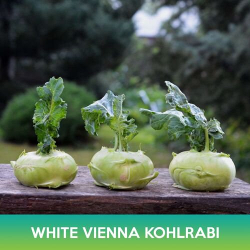 White Vienna Kohlrabi Seeds Easy to Grow