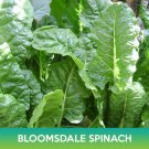 Bloomsdale Spinach Seeds Easy to Grow