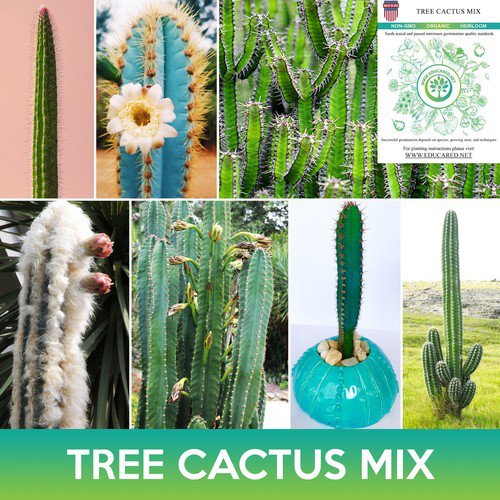 Tree Cactus Mix Seeds Pilosocereus Seeds Easy to Grow