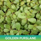 Golden Purslane Seeds Portulaca Oleracea Sativa Easy to Grow
