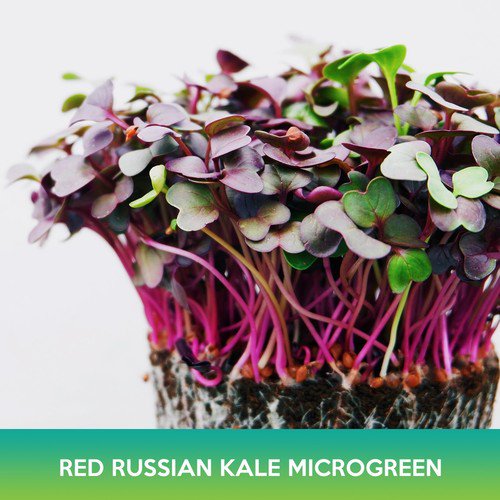 Red Russian Kale Microgreens Seeds Easy to Grow