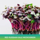 Red Russian Kale Microgreens Seeds Easy to Grow