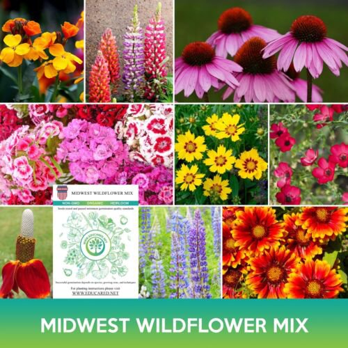 Midwest Wildflower Mix Seeds Easy to Grow