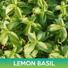 Lemon Basil Seeds Easy to Grow