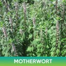 Motherwort Seeds Leonurus Cardiaca Easy to Grow