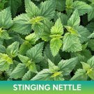 Stinging Nettle Seeds Urtica Dioica Easy to Grow