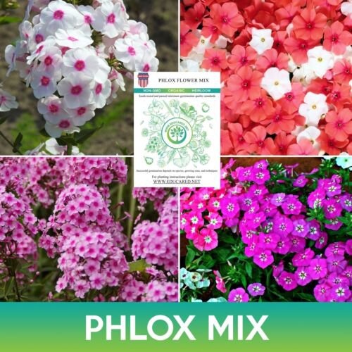 Phlox Flower Mix Seeds Phlox Drummondii Easy to Grow
