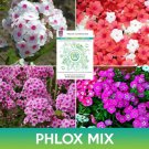 Phlox Flower Mix Seeds Phlox Drummondii Easy to Grow