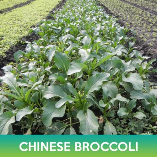 Chinese Broccoli Seeds Chinese Kale Brassica Oleracea Var Alboglabra Easy to Grow