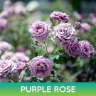 Purple Rose Seeds Easy to Grow