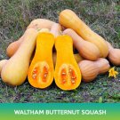 Waltham Butternut Squash Seeds Cucurbita Moschata Easy to Grow